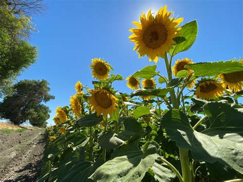 High Temps To Hit Rohnert Park, Cotati: Heat Advisory | Rohnert Park ...