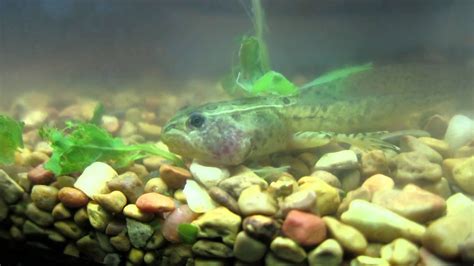 Leopard Frog Tadpoles Developing Arms - Sutton Massachusetts - YouTube