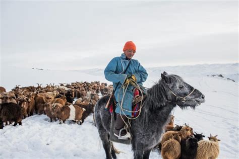 Mongolian Horse: War steeds of "Genghis Khan" - Native Breed.org