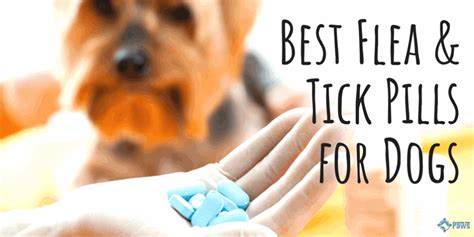 Best Flea Pills for Dogs (2019) - Prescription & OTC Oral Flea Medications