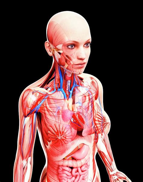 Female Anatomy Photograph by Pixologicstudio/science Photo Library | Pixels