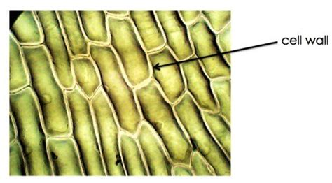 Plant Cell Wall