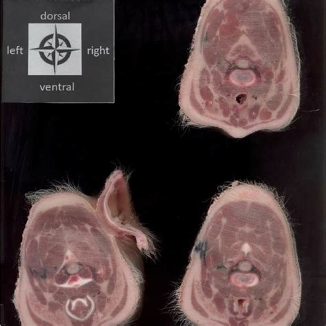 Frozen cross-sectional slices of neutered male piglet (body live... | Download Scientific Diagram