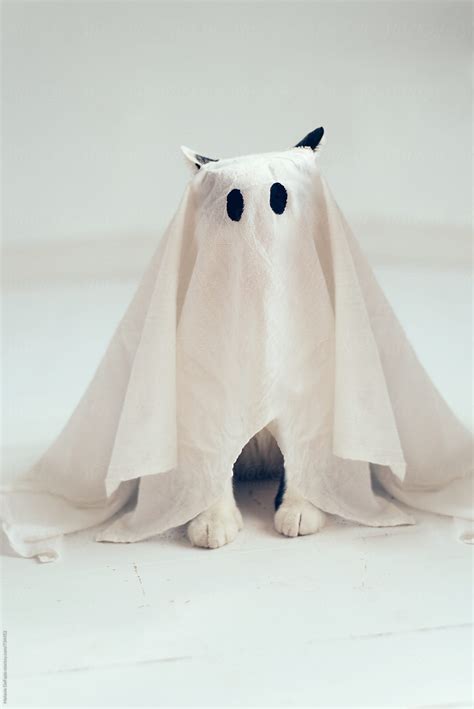 "Ghost Cat" by Stocksy Contributor "Melanie DeFazio" - Stocksy