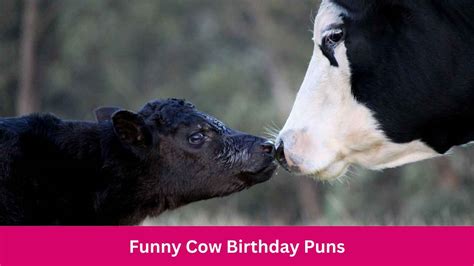 130+ Funny Cow Birthday Puns