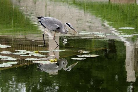 Premium Photo | Grey heron fishing in a pond