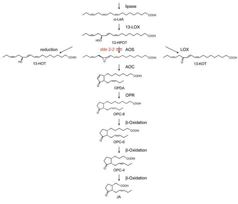 The synthesis of jasmonic acid. α-LeA is released by lipase activity on ...