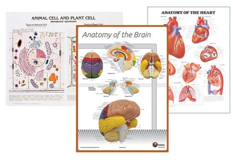 6 Useful Science Charts to Add to Your Classroom – Denoyer-Geppert Science Company