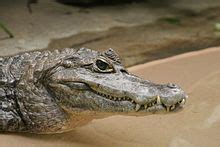 Caiman - Wikipedia