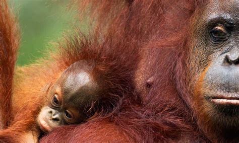 Bornean Orangutans | Photos | WWF