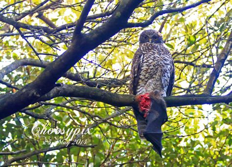 Powerful Owl with Flying Fox and Noisy miner | BIRDS in BACKYARDS