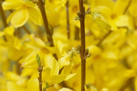 Forsythia Tree - How to Plant and Care for Forsythia Bushes - Plantopedia