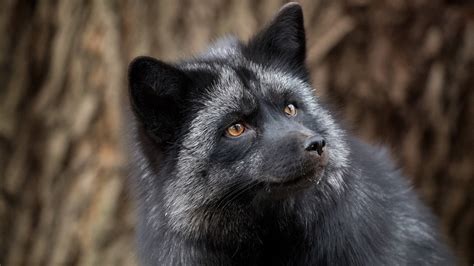 Foxes bred for tameness may not be the domestication story we thought | Science News