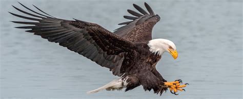 4 Types of Eagles Found in the United States! (2024) - Bird Watching HQ