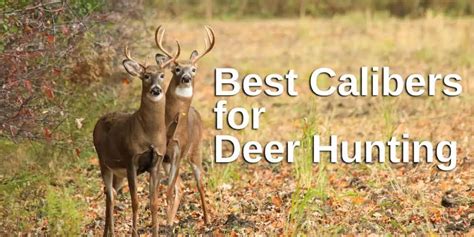 The Best Deer Hunting Caliber - A Guide