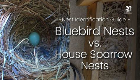 How to Tell a Bluebird Nest from a House Sparrow Nest - Complete Guide