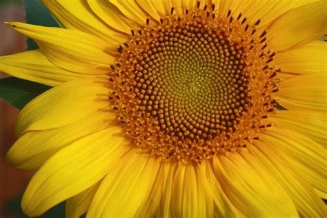 Free Images : nature, spiral, flower, petal, summer, golden, color, yellow, flora, close up ...