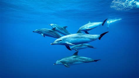 Ocean Wallpaper Dolphins