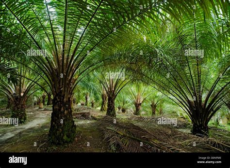 Oil palm trees in plantation in Malaysia. Oil palms are grown ...