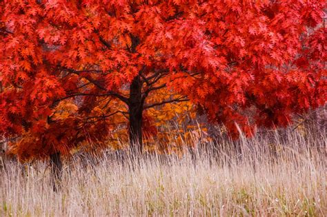 9 Massive Trees Native To Canada - A-Z Animals