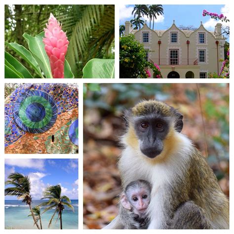 Taste of Barbados St Nicholas Abbey Barbados Wildlife Reserve Flower ...