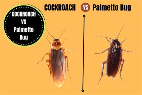 Palmetto Bug Vs Cockroach - Everything You Need To Know - The Cockroach ...