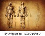 Emberi csontváz Szabad kép - Public Domain Pictures