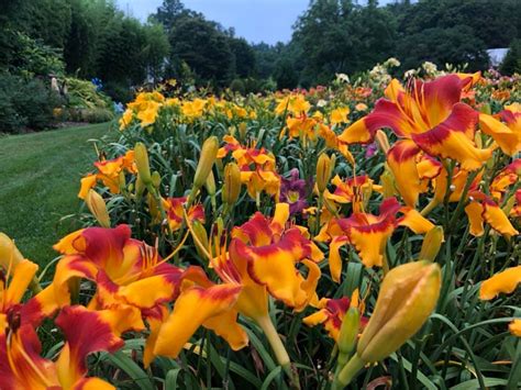 Lewis Daylily Garden: Beautiful Daylily Garden photos