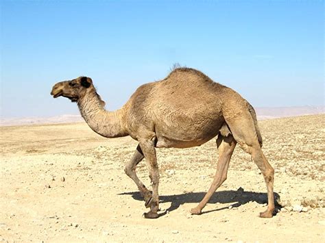 ShukerNature: A DREAMTIME DROMEDARY? NOT REALLY, BUT STILL A ONE-HUMPED ...