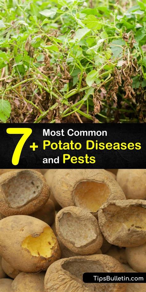 What is Wrong with My Potatoes - Smart Ways to Identify Potato Problems