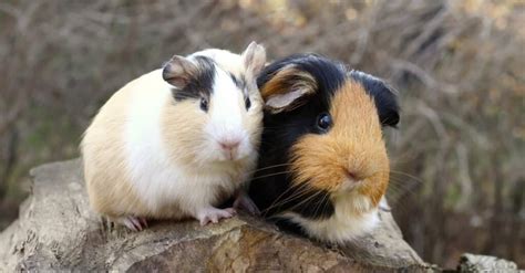 Male Guinea Pigs vs Female Guinea Pigs: What's the Difference? - A-Z ...