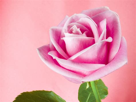 Pretty Pink Roses Wallpaper - Pink (Color) Photo (34590751) - Fanpop