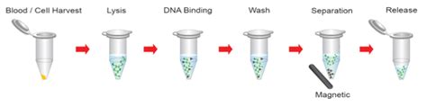 Blood/Cell Genomic DNA purification magnetic beads - GeneON BioScience