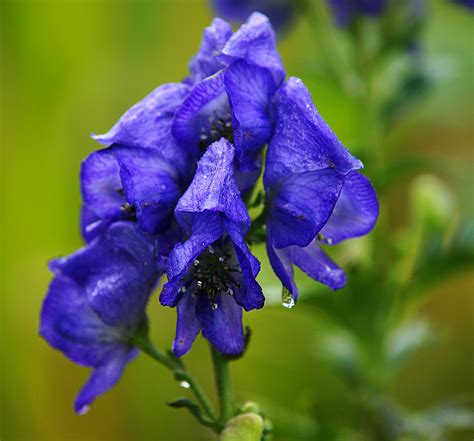 Wolfsbane | AKA aconite, monkshood, leopard's bane, women's … | Flickr