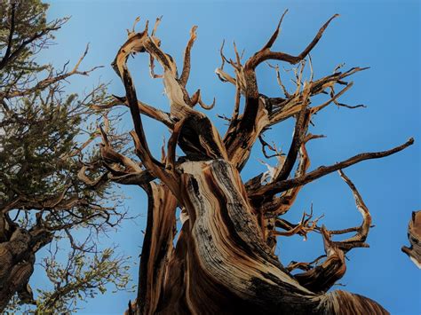 Day Trip to Ancient Bristlecone Pine Forest