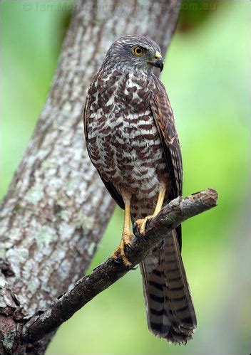 Christmas Island Goshawk photo image 5 of 8 by Ian Montgomery at birdway.com.au