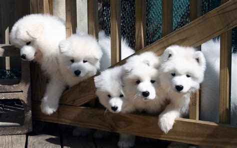 Samoyed Dog - All Big Dog Breeds