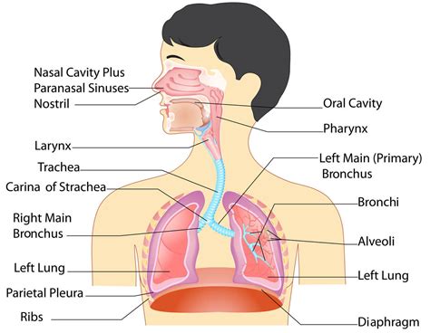 Anatomy Of The Respiratory System