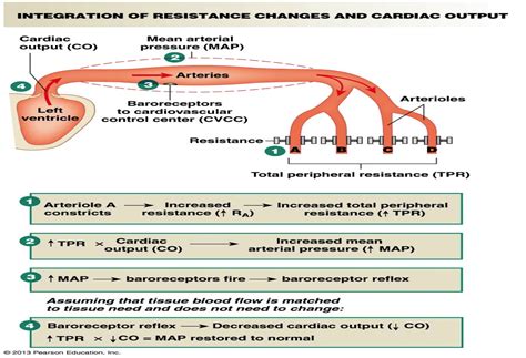 baroreceptor function image - Google Search | Arteries, Cvcc, Image