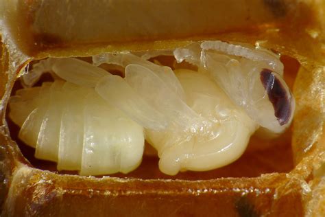 CORONA APICULTORES: LARVAS DE ABEJA COMO ALIMENTO PARA HUMANOS