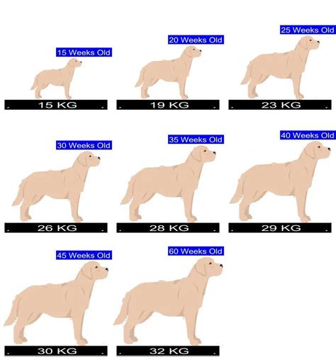 How Much Should Labrador Retriever Weigh? Labrador Retriever Weight Calculator.