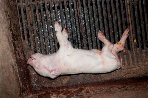 Farrowing Crates - Facts - Australian Pig Farming: The Inside Story | Piggery, Pig Breeding, Sow ...