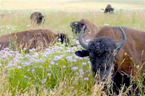 The American Buffalo - A Ken Burns Documentary | WTTW