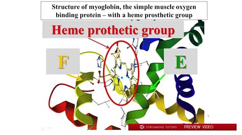 [DIAGRAM] Structure Of Myoglobin Diagram - WIRINGSCHEMA.COM