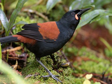 North_Island Saddleback (Philesturnus carunculatus) by Andrej_Chudy ...