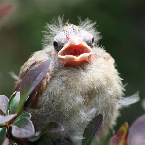 Bird Nesting - Birds and Blooms