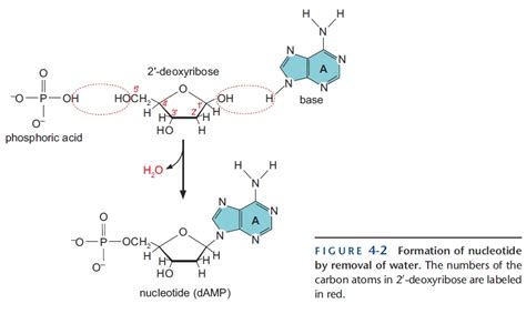 dna - Misunderstanding about nucleotide biosynthesis - Biology Stack ...