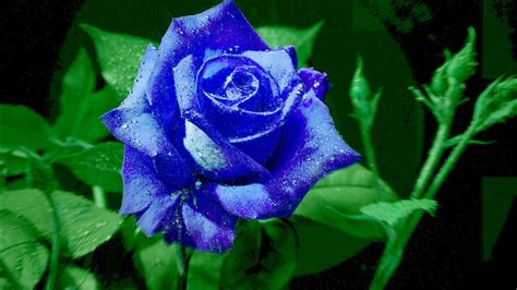 Blue Rose Flower Images ~ Avenger Blog: Blue Rose Flower | Bodenowasude