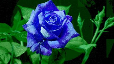 Bright blue rose wallpapers and images - wallpapers, pictures, photos