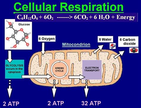 Final Electron Acceptor in Aerobic Respiration - RileyzebSmall